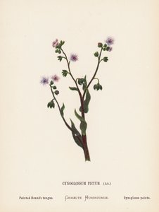 Vilda blommor i det Heliga landet: Cynoglossum Pictum, Ait; målad hundtunga (kolorerad gravyr) av Hannah Zeller