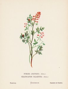 Vilda blommor i det heliga landet: Fumaria Anatolica, Boiss, Ceratocapnos Palaestina, Boiss; Fumitory (kolorerad gravyr) av Hannah Zeller