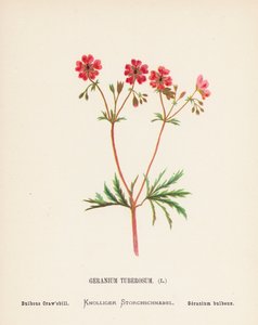 Vilda blommor i det heliga landet: Geranium Tuberosum; Bulbous Craw