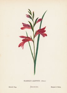 Vilda blommor i det heliga landet: Gladiolus Aleppicus, Boiss; Svärdflagga (kolorerad gravyr)