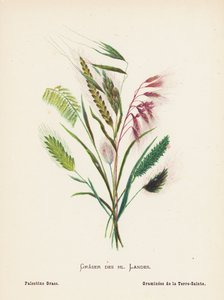 Vilda blommor i det heliga landet: Graser des hl Landes; Palestine Grass (gravyr i färg)