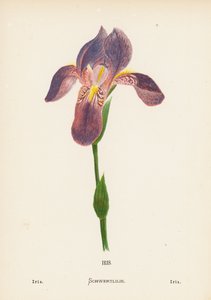 Vilda blommor i det heliga landet: Iris; Iris (kolorerad gravyr)