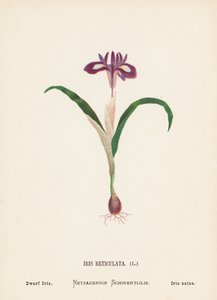 Vilda blommor i det heliga landet: Iris Reticulata; Dvärgiris (färggravyr) av Hannah Zeller