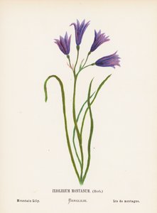 Vilda blommor i det heliga landet: Ixiolirium Montanum, ört; bergslilja (kolorerad gravyr)