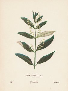 Vilda blommor i det heliga landet: Olea Europaea; Oliv (kolorerad gravyr)