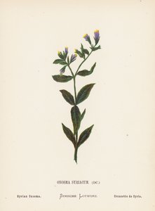Vilda blommor i det heliga landet: Onosma Syriacum; Syrisk onosma (kolorerad gravyr)