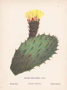 Vilda blommor i det heliga landet: Opuntia Ficus Indica, Mill; Prickly Pear (kolorerad gravyr)