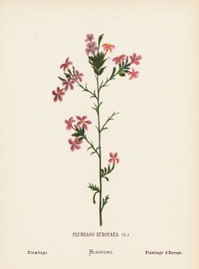Vilda blommor i det heliga landet: Plumbago Europaea; Plumbago (kolorerad gravyr) av Hannah Zeller