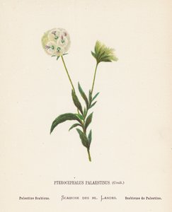 Vilda blommor i det heliga landet: Pterocephalus Palaestinus, Coult; Palestina Scabious (gravyr i färg)