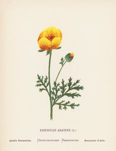 Vilda blommor i det heliga landet: Ranunculus Asiaticus; Asiatic Ranunculus (gravyr i färg) av Hannah Zeller