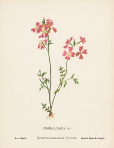 Vilda blommor i det heliga landet: Ricotia Lunaria; Rock-Stock (färggravyr)