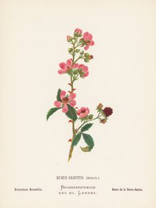 Vilda blommor i det heliga landet: Rubus Sanctus, Schreb; Palestina Bramble (kolorerad gravyr)