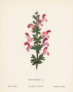 Vilda blommor i det heliga landet: Salvia Indica; Indisk salvia (gravyr i färg)