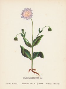 Vilda blommor i det heliga landet: Scabiosa Palaestina; Palestina Scabious (gravyr i färg)