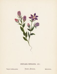 Vilda blommor i det heliga landet: Specularia Pentagonia; Venus glasögon (kolorerad gravyr)