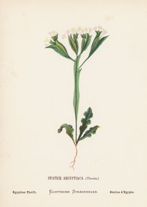 Vilda blommor i det heliga landet: Statice Aegyptiaca, Thouin; Egyptian Thrift (gravyr i färg) av Hannah Zeller