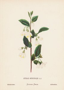 Vilda blommor i det heliga landet: Styrax Officinalis; Storax-träd (kolorerad gravyr)
