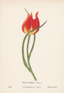 Vilda blommor i det heliga landet: Tulipa Praecox, Tenore; Tulpan (gravyr i färg) av Hannah Zeller