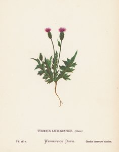 Vilda blommor i det heliga landet: Tyrimnus Leucographus, Cass; Tistel (kolorerad gravyr)