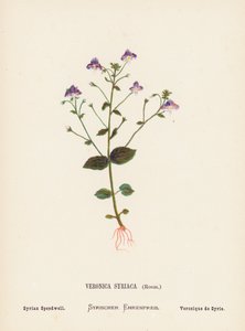 Vilda blommor i det heliga landet: Veronica Syriaca, Roem; Syrian Speedwell (kolorerad gravyr) av Hannah Zeller