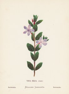 Vilda blommor i det heliga landet: Vinca Media, Link; Periwinkle (färggravyr) av Hannah Zeller