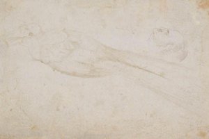 Paradisfågelman och huvudet på en medelålders man i profil till vänster; även detaljer om av Hans Baldung Grien