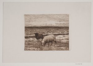 Får på stranden av Hans Christian Gether Caspersen