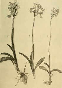 Annaler från K.K. Naturhistoriska hovmuseet (1914) (18201357971) av Hans Fleischmann
