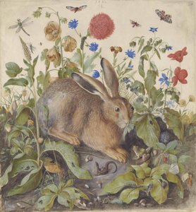 En hare bland växter, 1582
