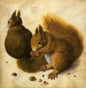 Två ekorrar, en som äter en hasselnöt (svart krita, akvarell och kroppsfärg på veläng)