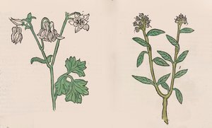 Herbarius - Gart der gesuntheit - Hälsens trädgård, 1485. av Hans Schönsperger