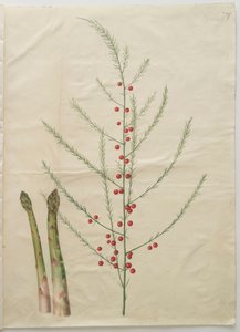 Asparagus officinalis från albumet Gottorfer Codex, c.1650 (gouache på pergament) av Hans Simon Holtzbecher