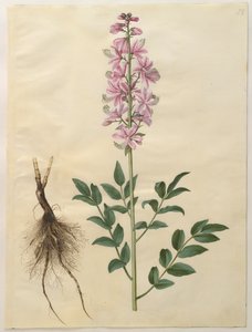 Dictamnus albus från albumet Gottorfer Codex, c.1650 (gouache på pergament)