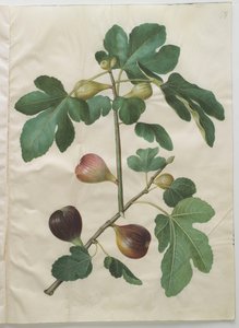Ficus carica från albumet Gottorfer Codex, c.1650 (gouache på pergament)