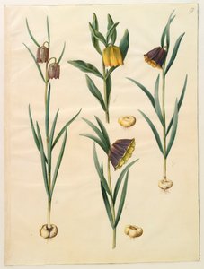 Fritillaria meleagris från albumet Gottorf Codex, c.1650 (gouache på pergament)