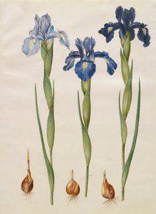 Iris xiphiodes från albumet Gottorfer Codex, c.1650 (gouache på pergament)