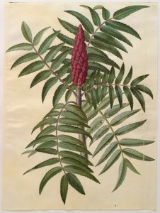 Rhus typhina från albumet Gottorfer Codex, c.1650 (gouache på pergament)