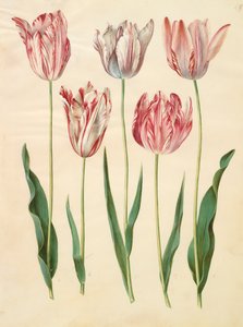 Tulipa gesneriana från albumet Gottorfer Codex, c.1650 (gouache på pergament)