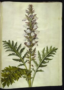 Acanthus hungaricus (hungarsk akantus) av Hans Simon Holtzbecker