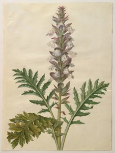 Acanthus mollis av Hans Simon Holtzbecker