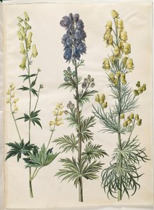 Aconite lycoctonum (nordisk stormhatt); Aconite napellus (Ægte stormhatt); Aconite anthora (finbladet stormhatt) av Hans Simon Holtzbecker
