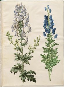 Broget akonit (broget stormhatt); Aconite napellus (Ægte stormhatt) av Hans Simon Holtzbecker