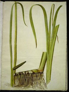 Acorus kalmus (almindelig kalmus) av Hans Simon Holtzbecker