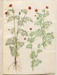 Adonis årlig (høst-adonis); Adonis sommar (sommar-adonis) av Hans Simon Holtzbecker