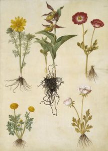 Vernal Adonis (vår-adonis); Cypripedium calceolus (stor fruesko); Asiatisk ranunkel (har-ranunkel); Smörblomma (art af ranunkel) av Hans Simon Holtzbecker