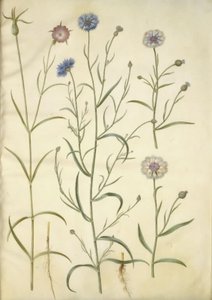Agrostemma githago (vanlig bergart); Centaurea cyanus (blåklint) av Hans Simon Holtzbecker
