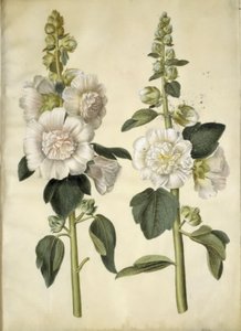 Alcea rosea (har-stokrose) av Hans Simon Holtzbecker