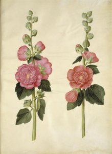 Alcea rosea (har-stokrose) av Hans Simon Holtzbecker