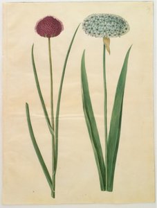 Allium sphaerocephalon (medelhavslök); Allium nigrum (svartlök) av Hans Simon Holtzbecker