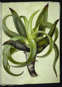 Aloe (aloe) av Hans Simon Holtzbecker